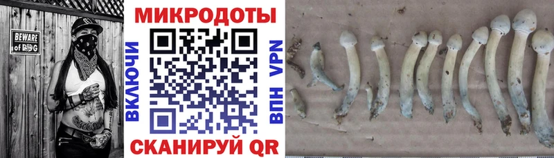 darknet клад  хочу наркоту  Новоуральск  Псилоцибиновые грибы прущие грибы 